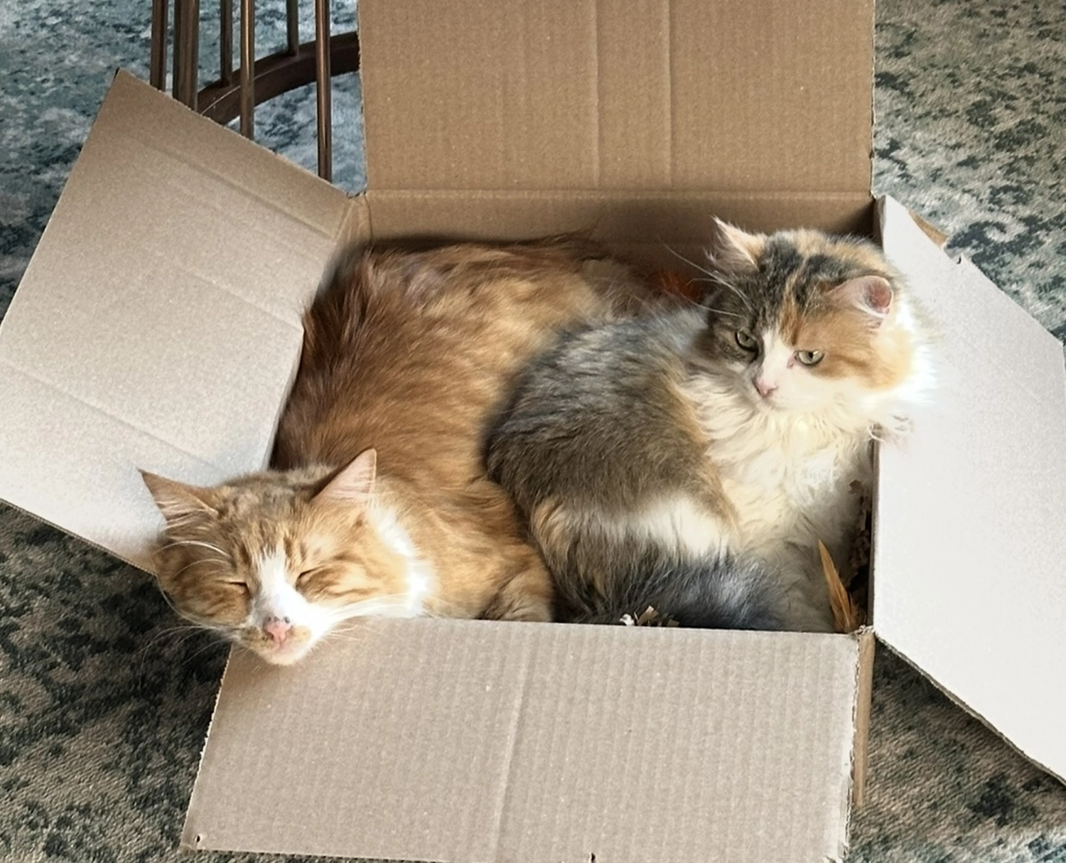 Nicole Bethke - Kartenlegen Mit Lebensberatung - Kat