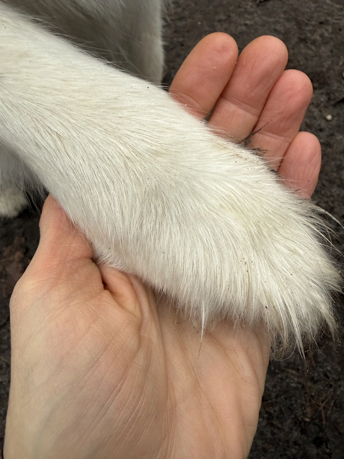 Nicole Bethke – Kartenlegen Mit Lebensberatung – Paw