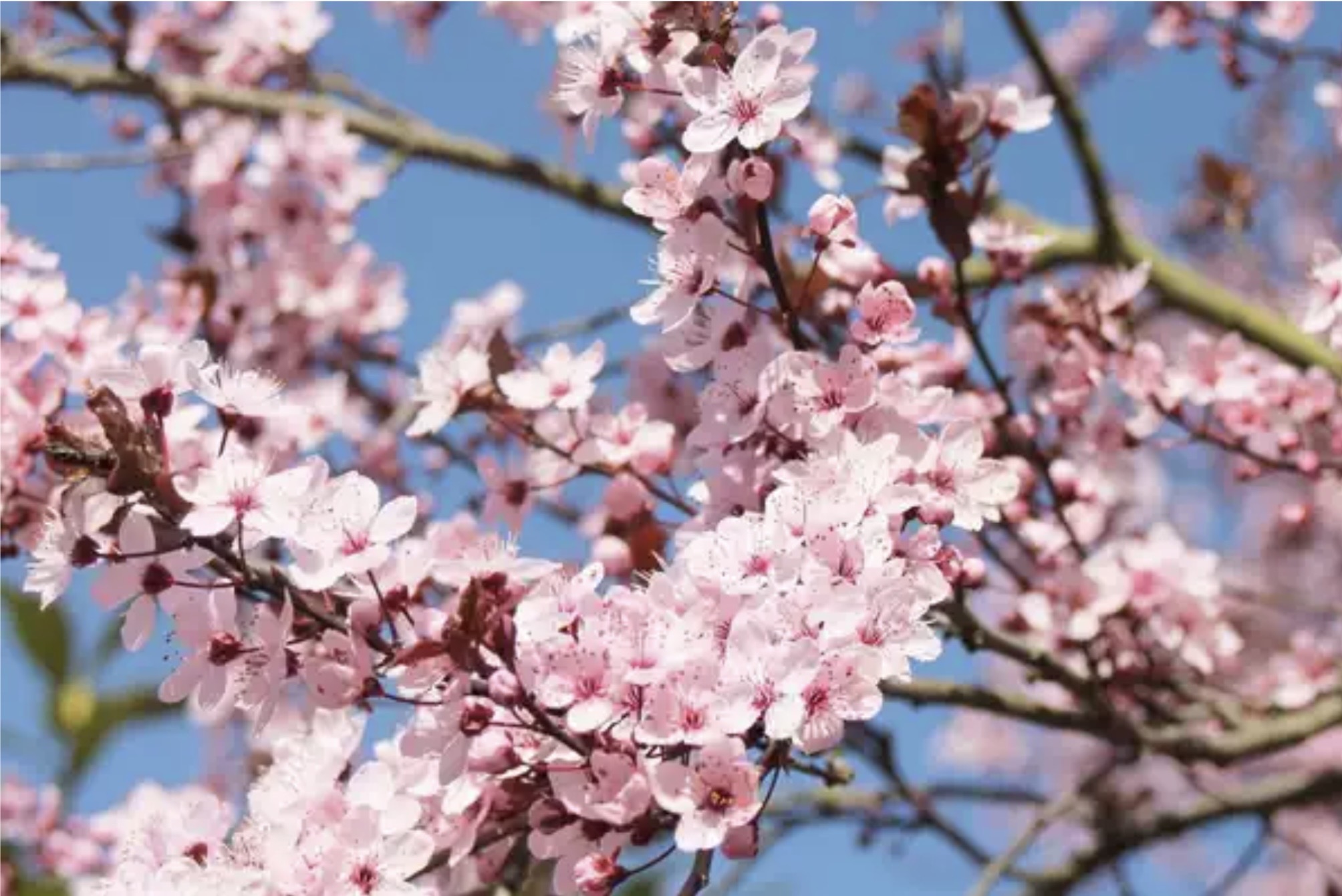 Nicole Bethke – Kartenlegen Mit Lebensberatung – Kartenlegen Lebensberatung